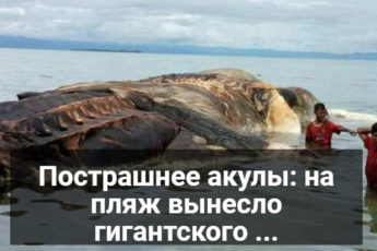Гигантский кальмар