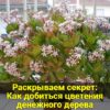 Как добиться цветения денежного дерева