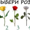 Тест: выберите розу