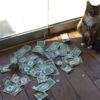 Сотрудники фирмы не могли понять, откуда их кот таскает наличку