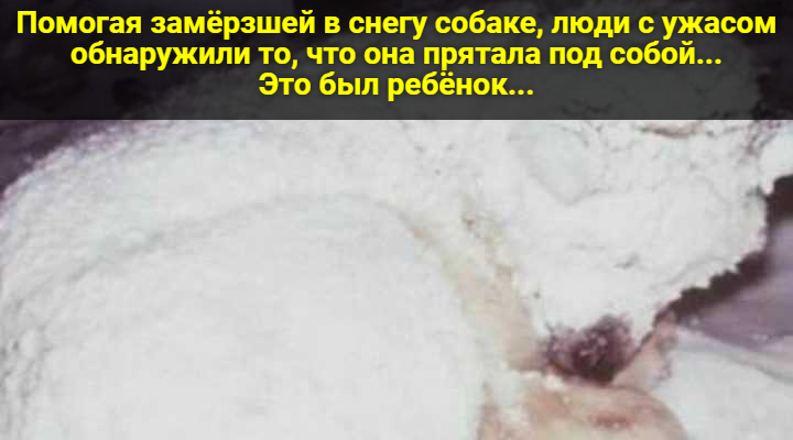 Помогая замёрзшей в снегу собаке, люди с ужасом обнаружили то, что она прятала под собой