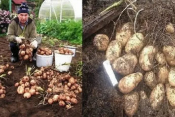 Ведро картофеля с куста