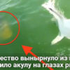 Это существо вынырнуло из глубин и проглотило акулу на глазах рыбаков!