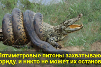 Пятиметровые питоны захватывают Флориду