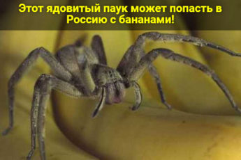 Этот ядовитый паук может попасть в Россию с бананами
