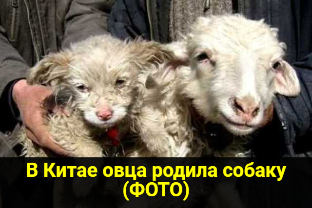 В Китае овца родила собаку (ФОТО)