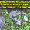 На прогулке пёс откопал пакет