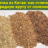 Гречка из Китая: как отличить вредную крупу от полезной