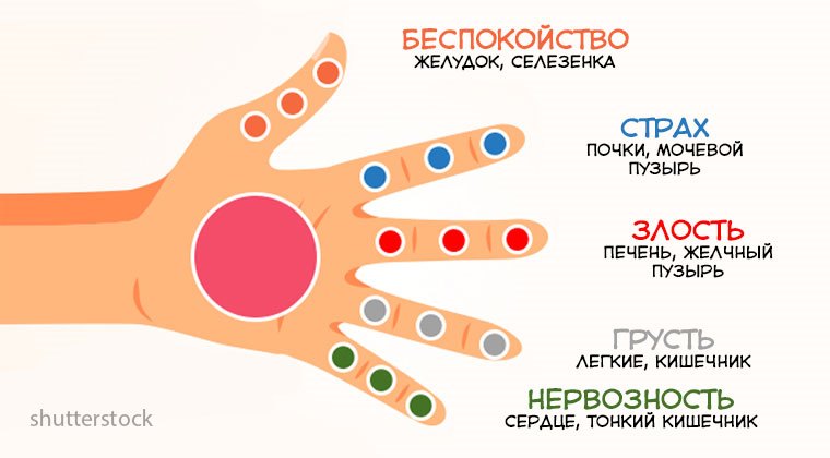 Каждый палец связан с 2 органами