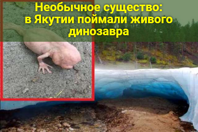 Необычное существо