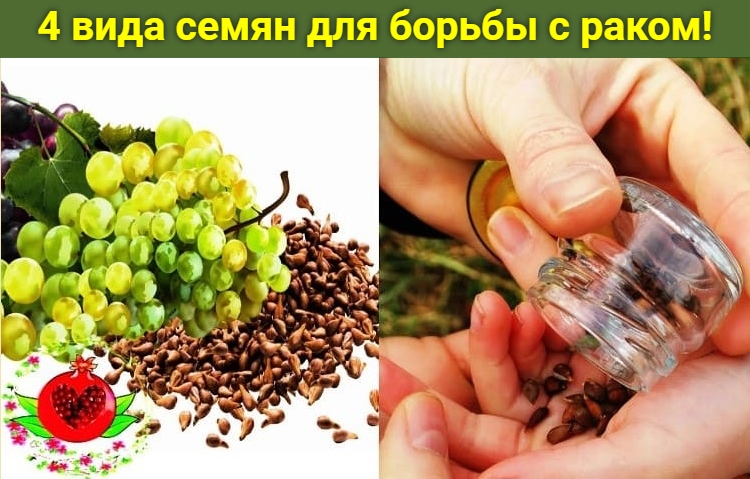 4 вида семян для борьбы с раком!