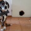Фото, которые покажут, что собаки могут рассмешить любого
