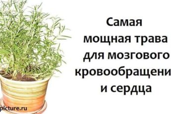 Самая мощная трава для мозгового кровообращения и сердца