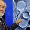 Однодневный голод: секрет, за который дали Нобелевскую премию