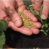 Оживят даже сухие кусты: 10 подкормок для комнатных цветов
