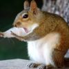 10 смешных фотографий, на которых животные копируют мимику людей