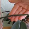 Что делать со стрелкой орхидеи, которая отцвела?