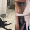 «У меня кот сломался. Дайте нового»: смешная подборка фотографий котиков, которая поднимет настроение