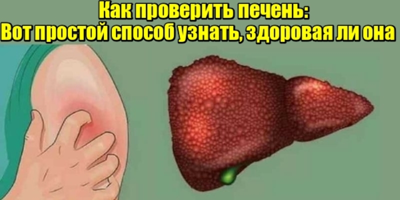 Как проверить печень: Вот простой способ узнать, здоровая ли она