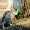 К чему кот или кошка уходят внезапно из дома