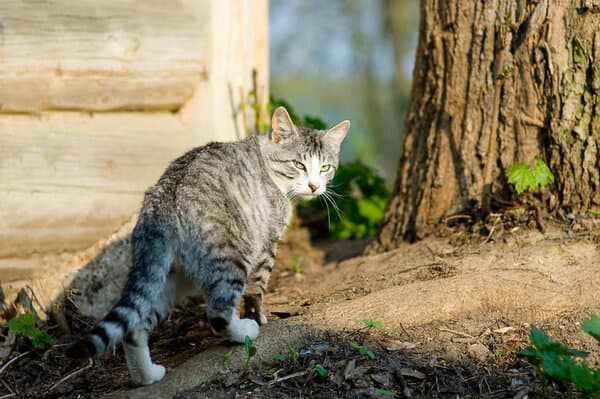 К чему кот или кошка уходят внезапно из дома