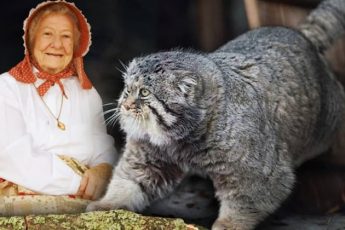 Бабушка приютила котенка, даже не догадываясь, что это опаснейший хищник – и однажды его час настал