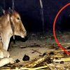 Фермер установил камеру чтобы понять, зачем леопард ночью посещает корову? Причина шокировала всех!