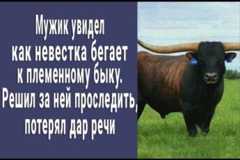 Увидел как невестка бегает в хлев к племенному быку. И решил за ней проследить - потерял дар речи...