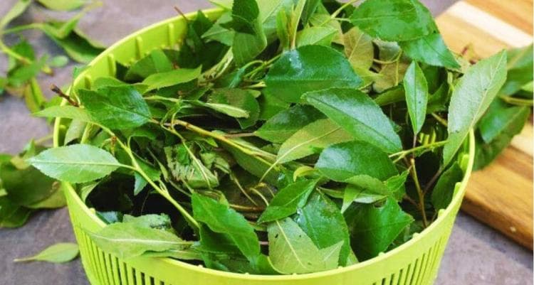 Зачем люди летом массово замораживают мешками вишневые листья