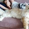 Недостатки породы кошек мейн-кун
