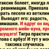 15+ веселых зверушек, чей задор заряжает позитивом