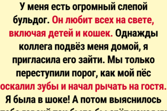 14 животных, доказавших, что ум и доброта присущи не только людям