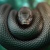 Самая быстрая змея в мире, от которой невозможно убежать, а укус смертелен