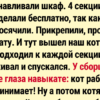 12 читателей рассказали, какие их пушистики на самом деле хитрецы