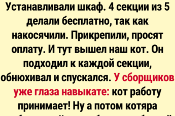 12 читателей рассказали, какие их пушистики на самом деле хитрецы